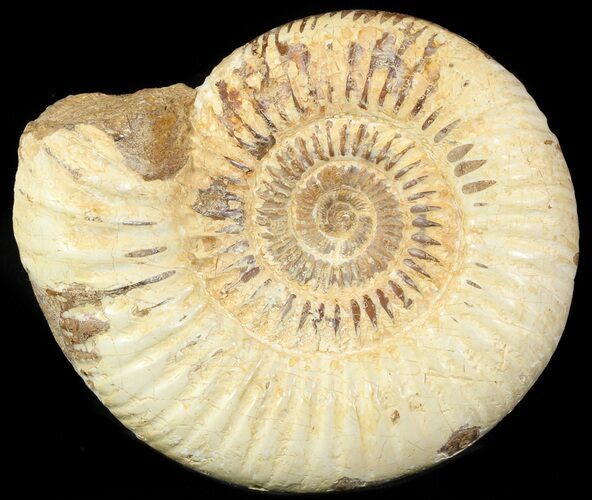 Perisphinctes Ammonite - Jurassic #46916